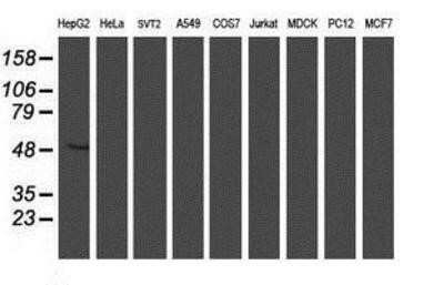 Flow Cytometry: ALG2 Antibody (OTI3C2) - Azide and BSA Free [NBP2-72308]