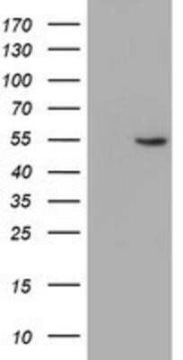 Western Blot: ALG2 Antibody (OTI3C2)Azide and BSA Free [NBP2-72308]