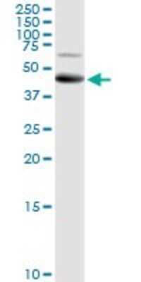 Western Blot: ALG2 Antibody [H00085365-D01P]