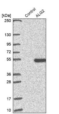 Western Blot: ALG2 Antibody [NBP1-84569]