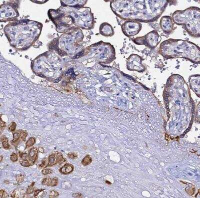 Immunohistochemistry-Paraffin: ALG3 Antibody [NBP1-91658]