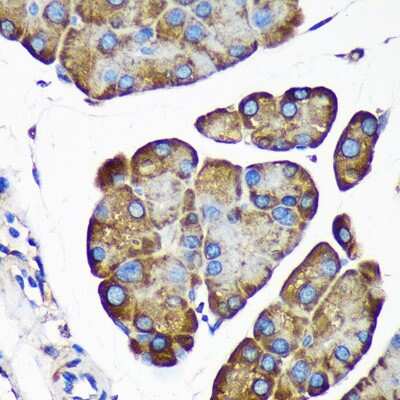 Immunohistochemistry-Paraffin: ALG5 Antibody - Azide and BSA Free [NBP2-92371]
