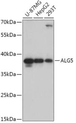 Western Blot: ALG5 AntibodyAzide and BSA Free [NBP2-92371]