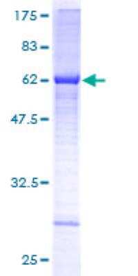 SDS-PAGE: Recombinant Human ALG5 GST (N-Term) Protein [H00029880-P01]