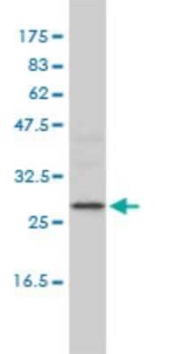 Western Blot: ALKBH3 Antibody (2A5-4F5) [H00221120-M01]