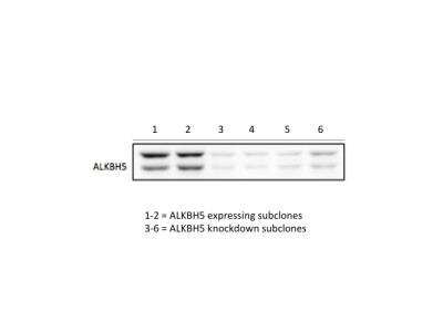 Western Blot: ALKBH5 Antibody [NBP1-82188]