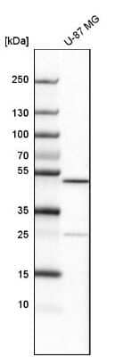 Western Blot: ALKBH5 Antibody [NBP1-82188]