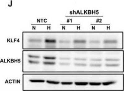 Knockdown Validated: ALKBH5 Antibody [NBP1-82188]