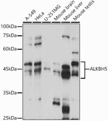 Western Blot: ALKBH5 AntibodyAzide and BSA Free [NBP2-92048]