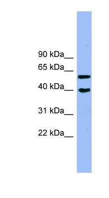 Western Blot: ALLC Antibody [NBP1-55395]