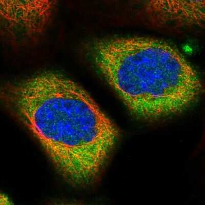 Immunocytochemistry/ Immunofluorescence: ALMS1 Antibody [NBP1-83015]