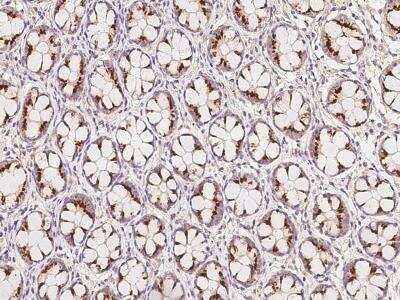 Immunohistochemistry-Paraffin: ALMS1 Antibody [NBP3-06330]