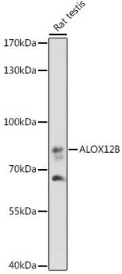 Western Blot: ALOX12B AntibodyAzide and BSA Free [NBP3-04581]