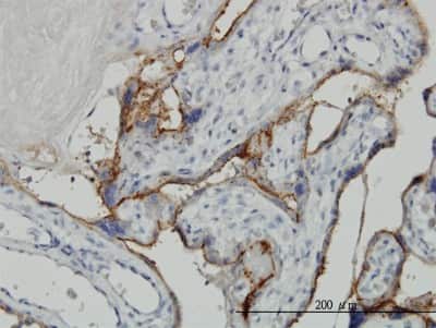 Immunohistochemistry-Paraffin: ALPPL2 Antibody (2B3) [H00000251-M07]