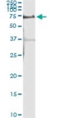 Immunoprecipitation: ALPPL2 Antibody (2B3) [H00000251-M07]