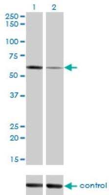 Western Blot: ALPPL2 Antibody (2B3) [H00000251-M07]