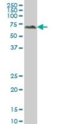 Western Blot: ALPPL2 Antibody (2B3) [H00000251-M07]