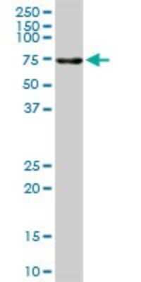 Western Blot: ALPPL2 Antibody [H00000251-B01P]