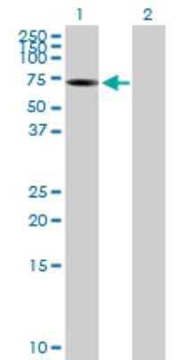 Western Blot: ALPPL2 Antibody [H00000251-B01P]