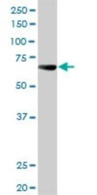 Western Blot: ALPPL2 Antibody [H00000251-D01P]