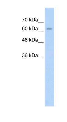 Western Blot: ALPPL2 Antibody [NBP1-57946]