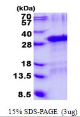 SDS-PAGE: Recombinant Human GFER/ALR His Protein [NBP2-23090]