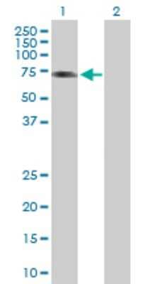 Western Blot: ALS2CR15 Antibody [H00130026-B01P]