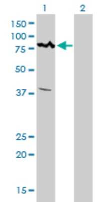 Western Blot: ALS2CR8 Antibody (2A3) [H00079800-M01]