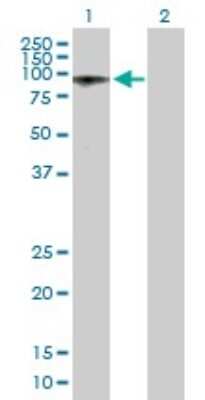 Western Blot: ALS2CR8 Antibody [H00079800-B01P]