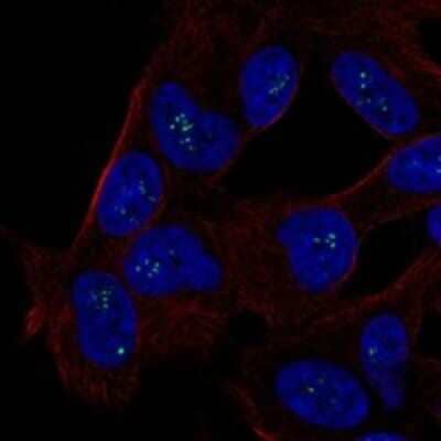 Immunocytochemistry/ Immunofluorescence: ALX3 Antibody [NBP3-17336]