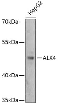 Western Blot: ALX4 AntibodyAzide and BSA Free [NBP2-92772]