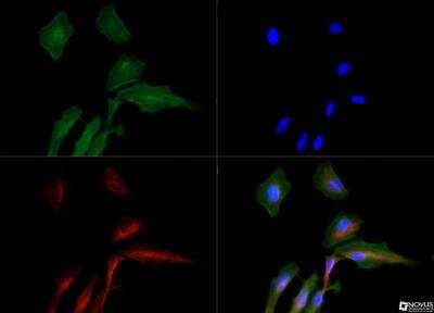 Immunocytochemistry/ Immunofluorescence: AMBRA1 Antibody - BSA Free [NBP1-07124]