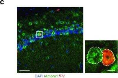 Immunocytochemistry/ Immunofluorescence: AMBRA1 Antibody - BSA Free [NBP1-07124]