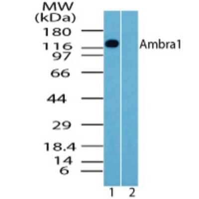 Western Blot: AMBRA1 Antibody [NBP2-24723]