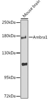 Western Blot: AMBRA1 AntibodyBSA Free [NBP2-92081]