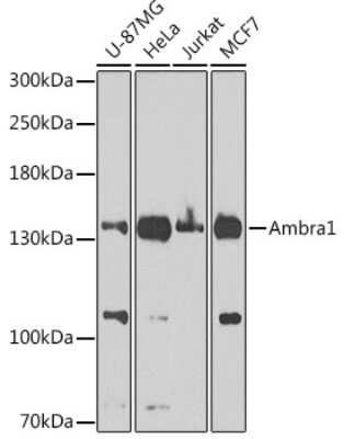 Western Blot: AMBRA1 AntibodyBSA Free [NBP2-92849]