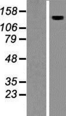 Western Blot: AMBRA1 Overexpression Lysate [NBP2-06932]