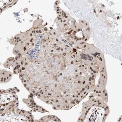 Immunohistochemistry-Paraffin: AMD1 Antibody [NBP1-87094]