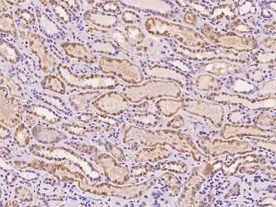 Immunohistochemistry-Paraffin: AMD1 Antibody [NBP2-97180]