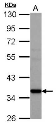 Western Blot: AMD1 Antibody [NBP2-15372]