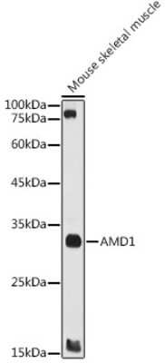 Western Blot: AMD1 AntibodyBSA Free [NBP3-16479]