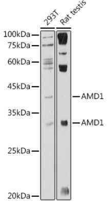 Western Blot: AMD1 AntibodyBSA Free [NBP3-16479]