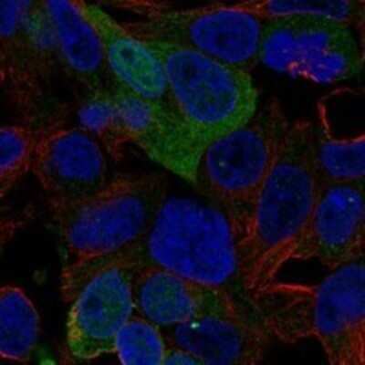 Immunocytochemistry/ Immunofluorescence: AMDHD1 Antibody [NBP3-17337]