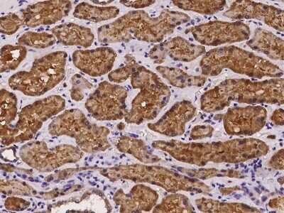 Immunohistochemistry-Paraffin: AMDHD1 Antibody [NBP2-97181]