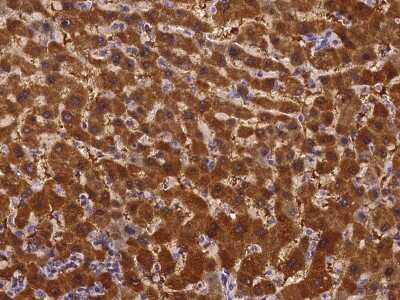 Immunohistochemistry-Paraffin: AMDHD1 Antibody [NBP2-97181]