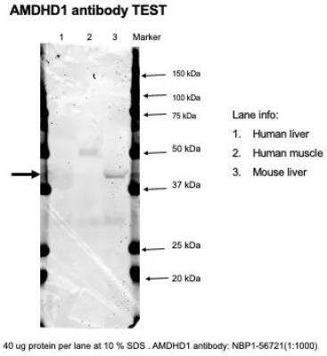 Western Blot: AMDHD1 Antibody [NBP1-56721]