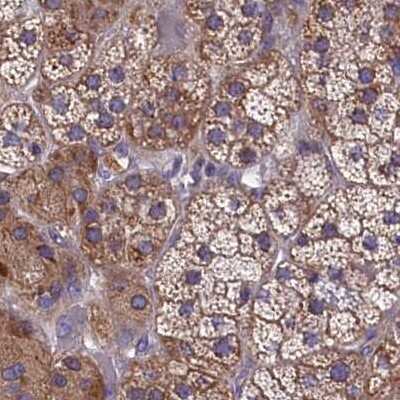 Immunohistochemistry-Paraffin: AMDHD2 Antibody [NBP1-84515]