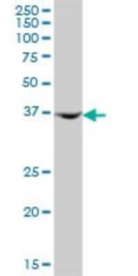 Western Blot: AMDHD2 Antibody [H00051005-B01P]