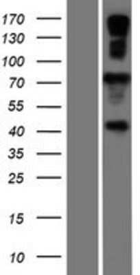 Western Blot: AMFR/gp78 Overexpression Lysate [NBP2-08230]