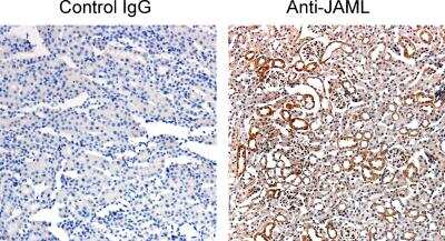 Immunohistochemistry-Paraffin: AMICA/JAML Antibody [NBP2-14286]